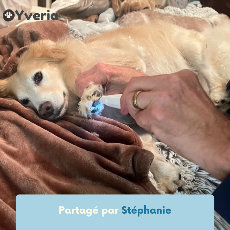 Yveria Pro — Des pattes propres et sans douleur en quelques secondes