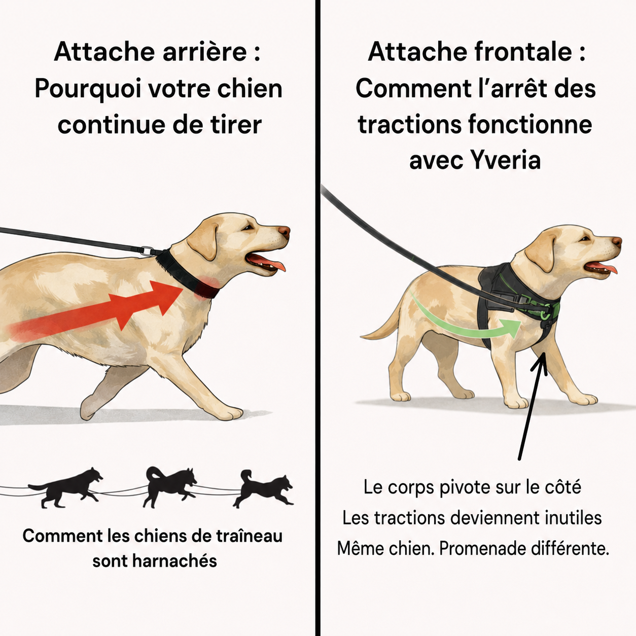 Yveria — Le Harnais Anti-Traction Sans Étranglement