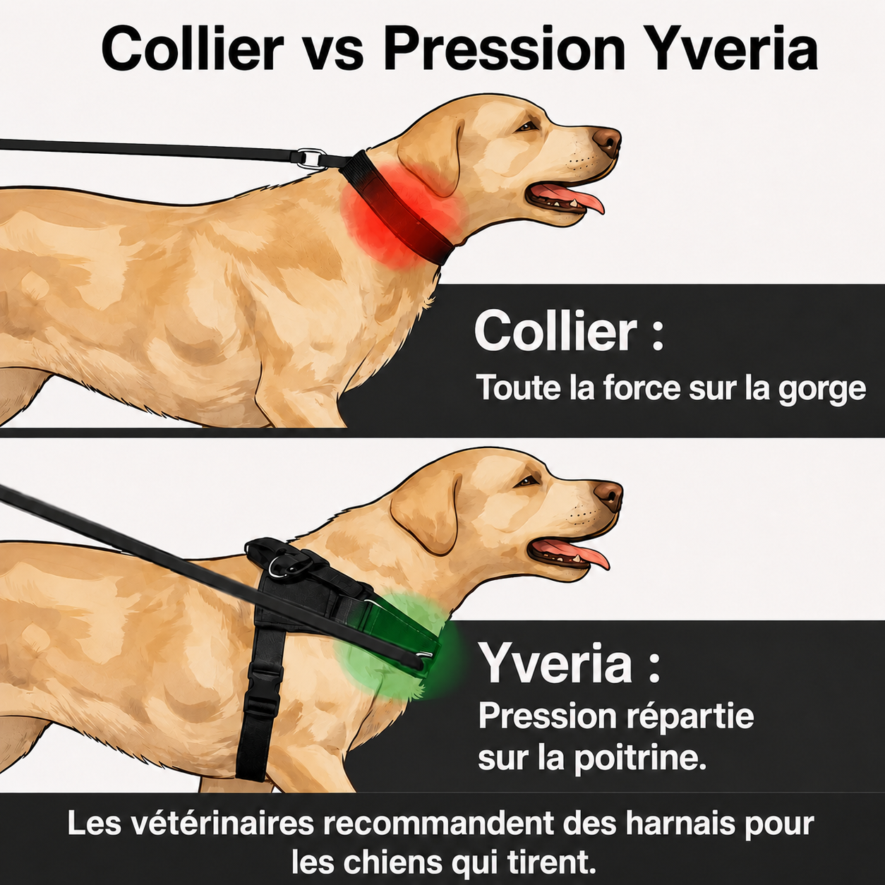 Yveria — Le Harnais Anti-Traction Sans Étranglement
