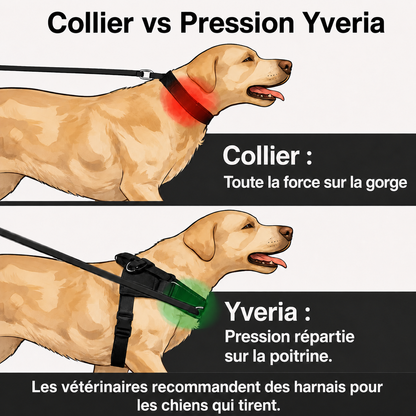 Yveria — Le Harnais Anti-Traction Sans Étranglement
